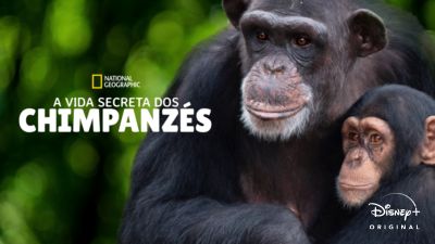 A Vida Secreta dos Chipanzés